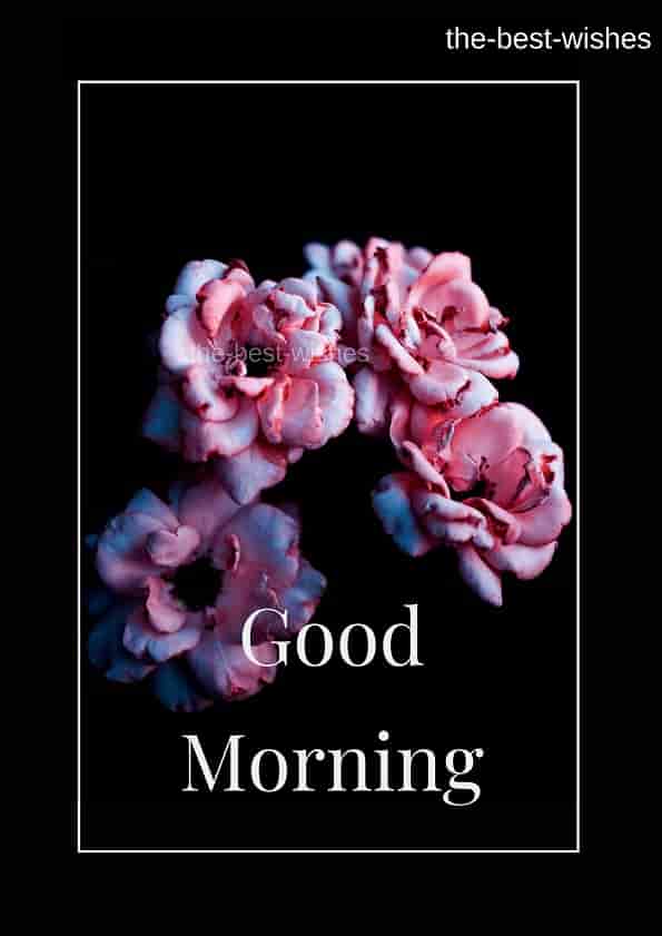 Cute Roses with Good morning images