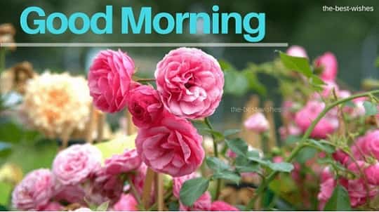 Good Morning Roses images