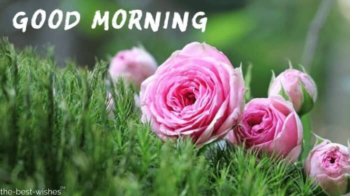 300+ Best Good Morning Messages, Wishes and Inspirational Quotes