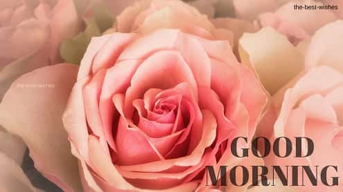 Good Morning Wishes With Bunch Pink Roses Pictures