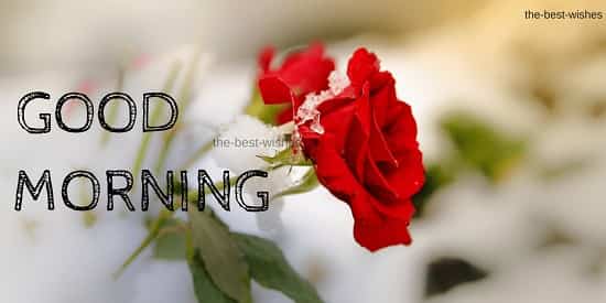 Good Morning Wishes With Ice on Red Roses Pictures