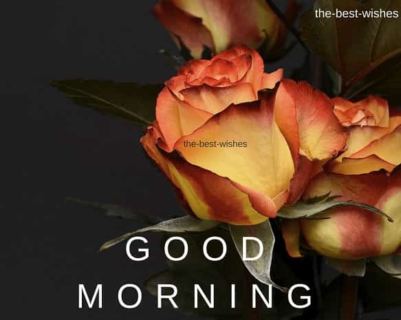 Good Morning Wishes With Orange Roses Images