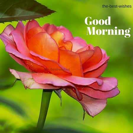 Good Morning Wishes With Pink Roses