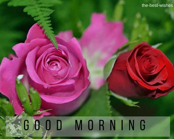 Good Morning Wishes With Pink and Red Rose Image