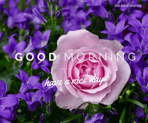 Good Morning Wishes With Purple and Pink Rose Bunch Pictures