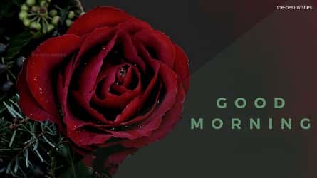 Good Morning Wishes With Red Rose Black background Pictures
