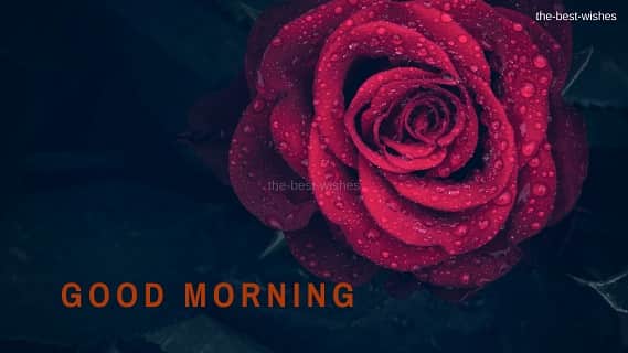 Good Morning Wishes With Red Roses Images