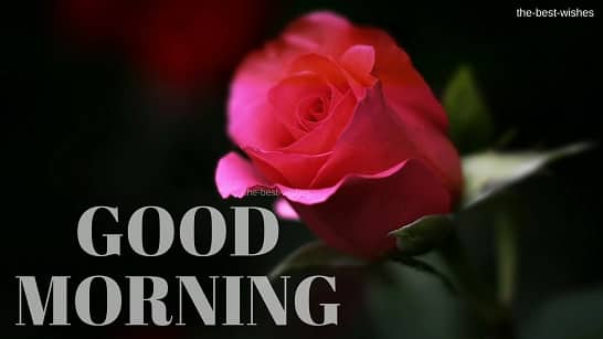 Good Morning Wishes With Small lovely Red Rose Pictures