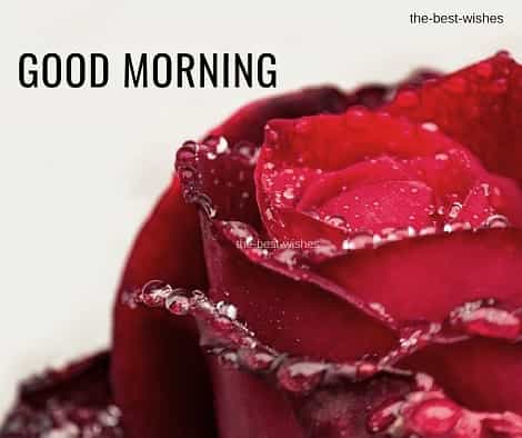Good Morning Wishes With Wet Red Roses Pictures