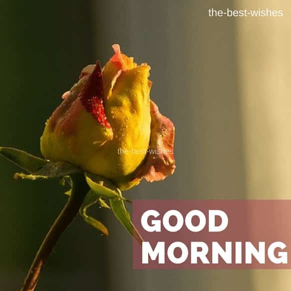Good Morning Wishes With Yellow Rose Bud Pictures