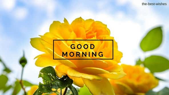 Good Morning Wishes With Yellow Roses Pictures