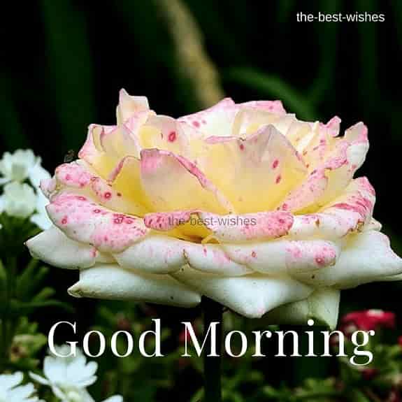 Good Morning Wishes With lovely White Rose In garden Pictures