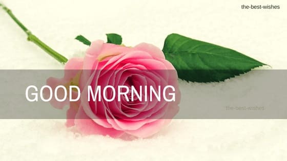 Good Morning Wishes with Cute Pink Rose Pictures