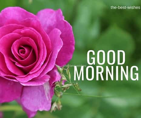Good Morning Wishes with Pink Rose Pictures