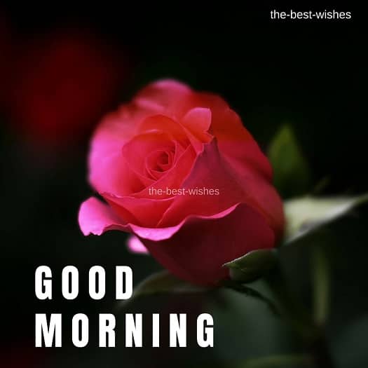 Good Morning Wishes with Red Rose Pictures