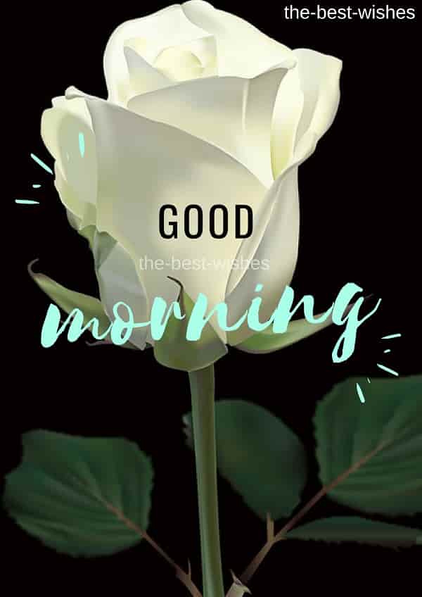 Good Morning Wishes with White Rose Pictures