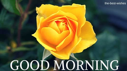 Good Morning Wishes with Yellow Rose Pictures