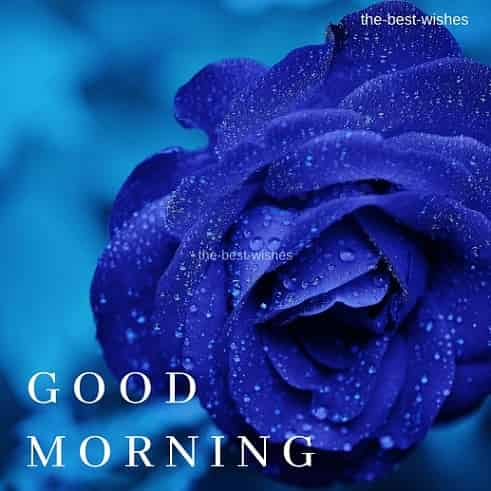 Good Morning Wishes with wet Blue Rose Pictures