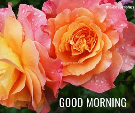Good Morning Wishes with wet Pink Rose Pictures