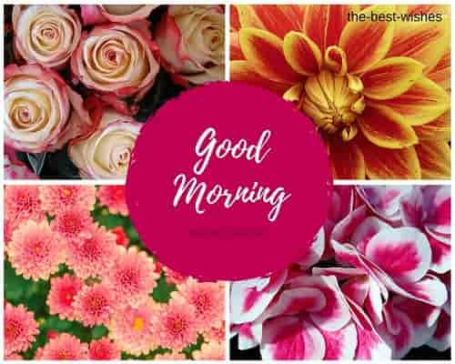 Pink Red Yellow White Roses Good Morning Images