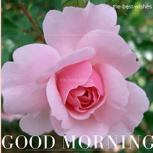 Pink rose With Good Morning