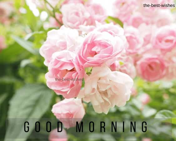 Vibrant Pink Roses in Good Morning Wishes