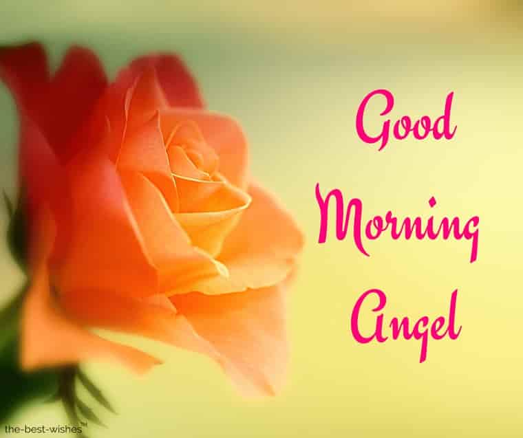 adorable good morning image with orange rose