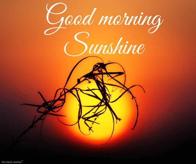 adorable good morning sunshine picture