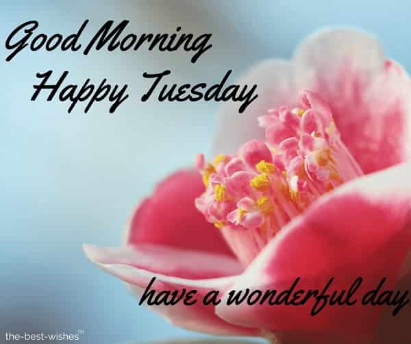 116 Lovely Good Morning Tuesday Images, Wishes and Pictures