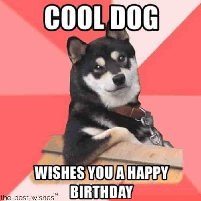 animal memes with cool dog wishes you a happy birthday