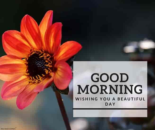 awesome-good-morning-image-with-orange-flower