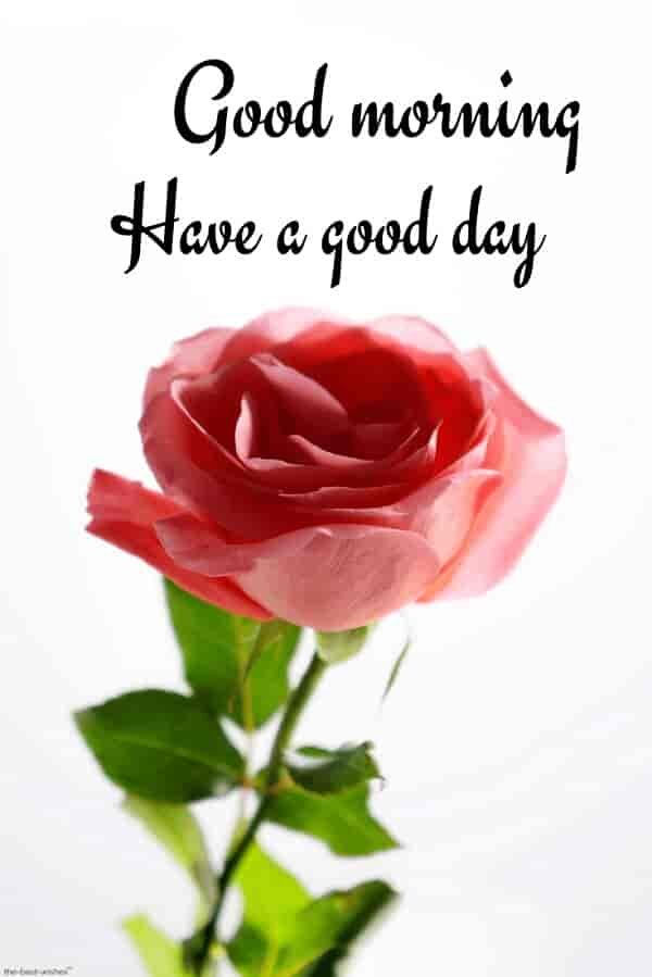 awesome-good-morning-image-with-red-rose-have-a-good-day