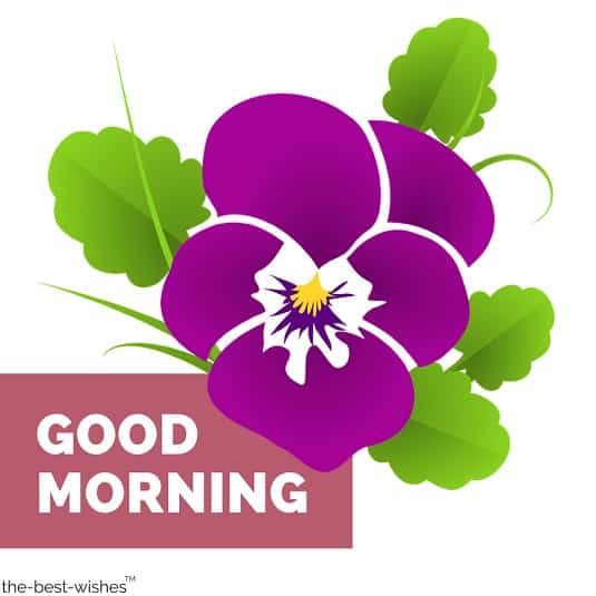 beautiful animated good morning wishes with rose flower