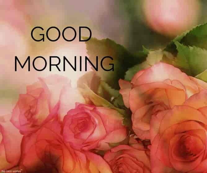 beautiful-fresh-roses-with-good-morning