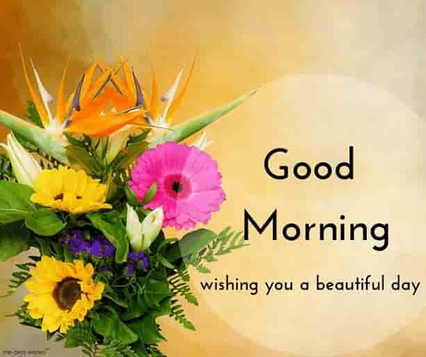 beautiful-good-morning-ecard-with-rose-flower