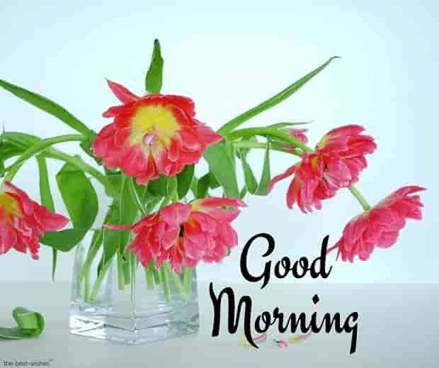 beautiful-good-morning-with-flower
