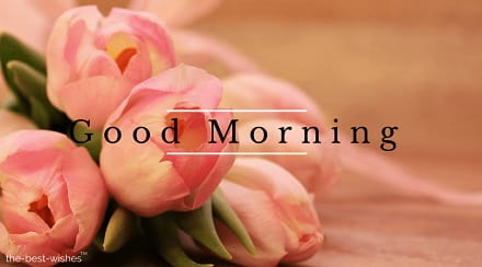 beautiful tuesday morning image with roses