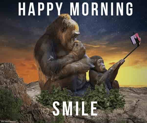 best funny memes monkey selfie