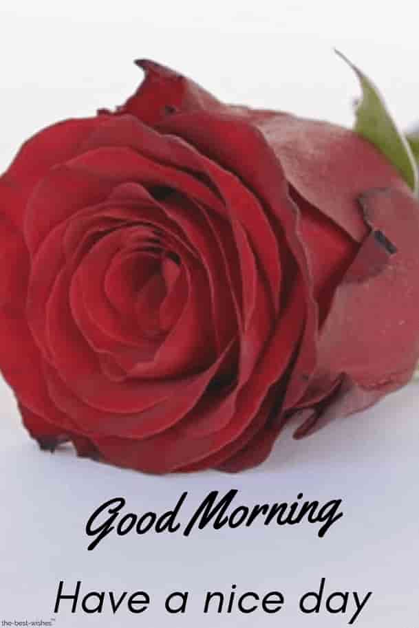 best good morning images for pinterest white red rose have a nice day