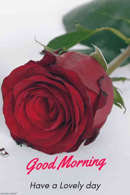 best good morning images hd have a lovely day with red rose