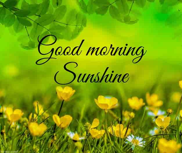110+ Lovely Good Morning Sunshine ... - The Best Wishes