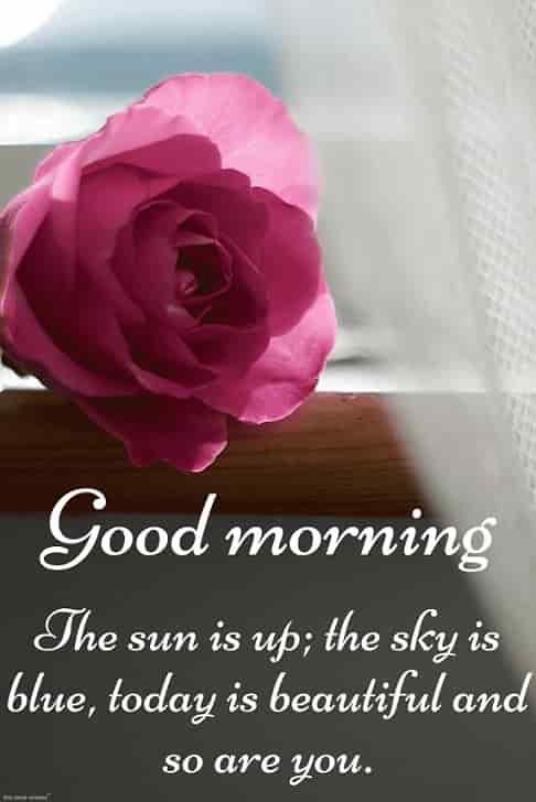 best romantic good morning images for wife with pink rose shining sun and message