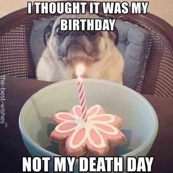 birthday pug hilarious memes not my death day