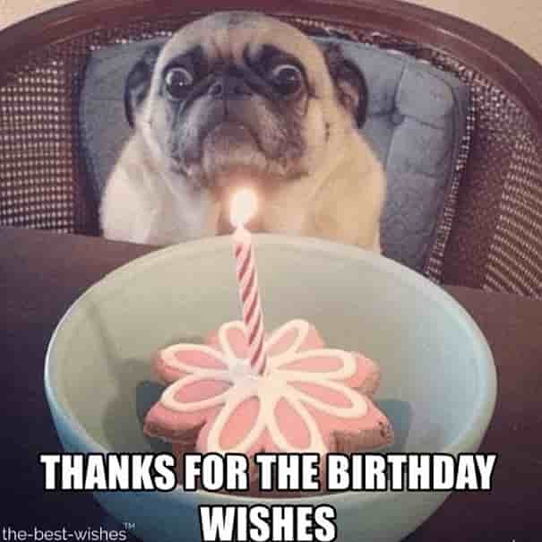 birthday pug memes thank you for birthday wishes