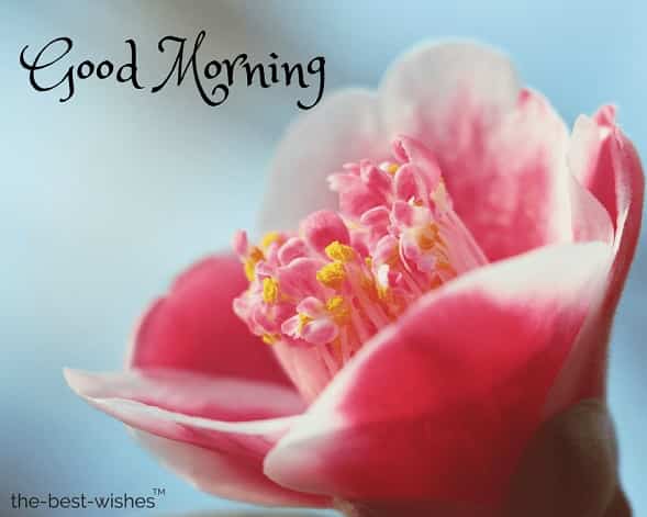 Good Morning Flowers HD Images