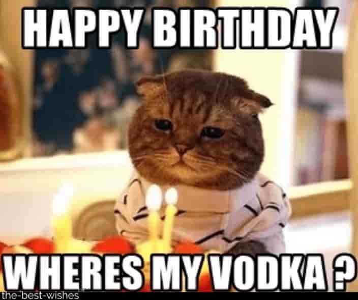 cat memes for bday