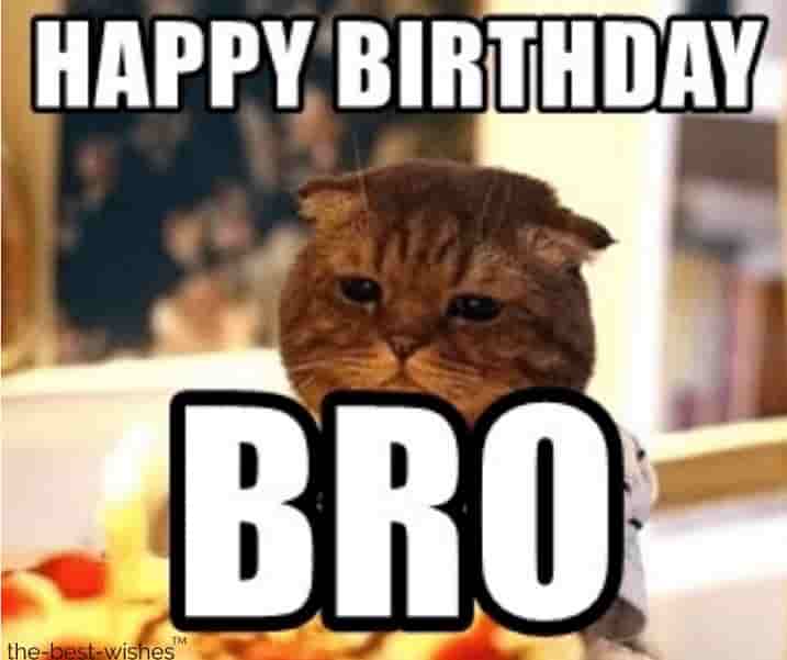 cat memes for bro birthday