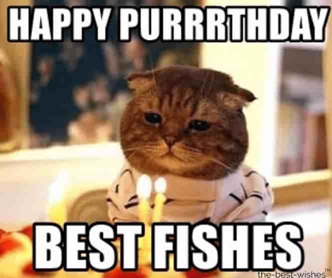 cat memes for happybday