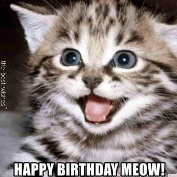 cute cat animals happy birthday