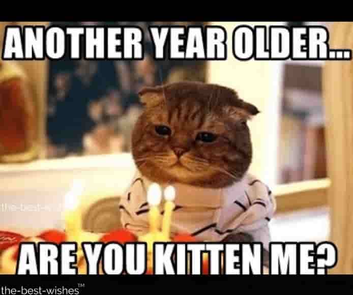 cute birthday memes for him with cat